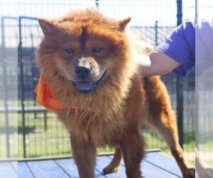 Chow Chow-Unknown Mix Dogs for adoption in San Antonio, TX, USA