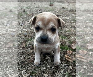 Staffordshire Bull Terrier-Unknown Mix Dogs for adoption in Kannapolis, NC, USA