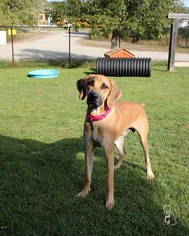Black Mouth Cur Dogs for adoption in Paris, ME, USA