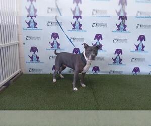 American Pit Bull Terrier Dogs for adoption in Orlando, FL, USA