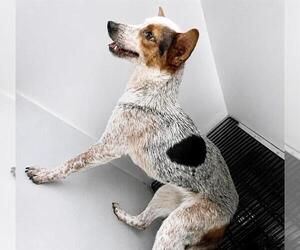 Mutt Dogs for adoption in Houston, TX, USA