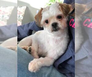 Shih Tzu Dogs for adoption in Sherman Oaks, CA, USA