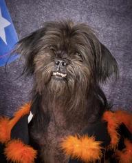 Lhasa Apso Dogs for adoption in Kettering, OH, USA