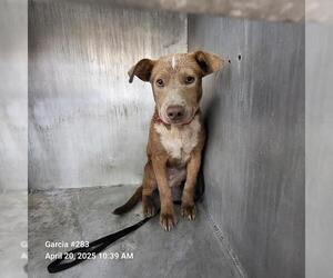 American Staffordshire Terrier-Unknown Mix Dogs for adoption in San Antonio, TX, USA