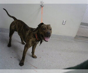 American Pit Bull Terrier-Unknown Mix Dogs for adoption in Pasadena, TX, USA