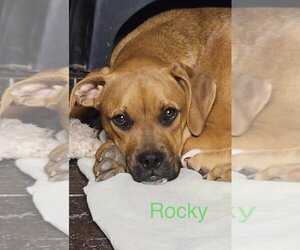 Boxador Dogs for adoption in San Antonio, TX, USA