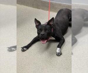 American Pit Bull Terrier-Unknown Mix Dogs for adoption in Las Vegas, NV, USA