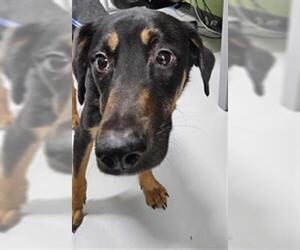 Doberman Pinscher-Unknown Mix Dogs for adoption in Temple, TX, USA