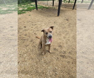 Mutt Dogs for adoption in Maquoketa, IA, USA