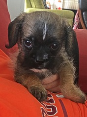 Shiffon Dogs for adoption in Mobile, AL, USA