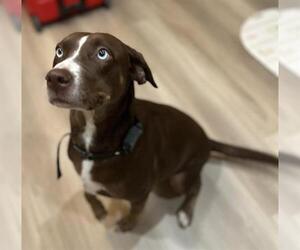 Pointer-Unknown Mix Dogs for adoption in San Antonio, TX, USA