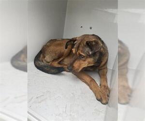 German Shepherd Dog Dogs for adoption in Houston, TX, USA