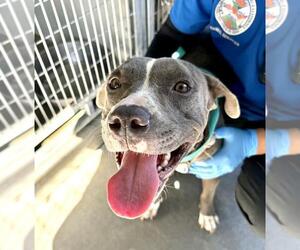 American Pit Bull Terrier Dogs for adoption in San Bernardino, CA, USA