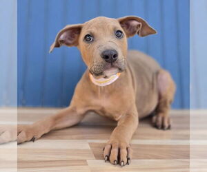 Doberman Pinscher-Unknown Mix Dogs for adoption in Lakewood, CO, USA