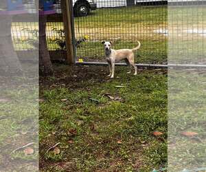 Chihuahua-Whippet Mix Dogs for adoption in New Smyrna Beach, FL, USA