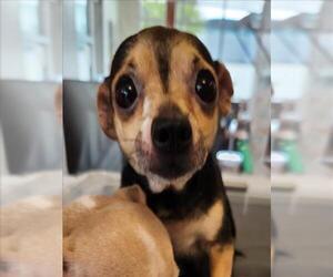 Chihuahua Dogs for adoption in Plano, TX, USA