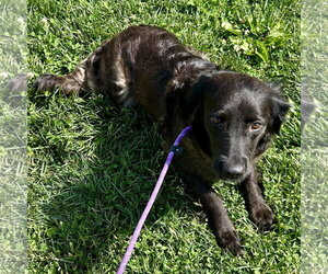 Golden Retriever-Unknown Mix Dogs for adoption in Batavia, OH, USA