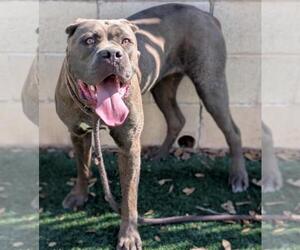 Mastiff-Unknown Mix Dogs for adoption in Rockwall, TX, USA