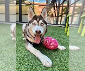 Siberian Husky Dogs for adoption in San Francisco, CA, USA