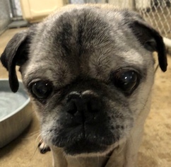 Pug Dogs for adoption in Sparta, TN, USA