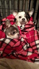 Chihuahua Dogs for adoption in Birdsboro, PA, USA