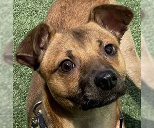 Mutt Dogs for adoption in Pleasanton, CA, USA