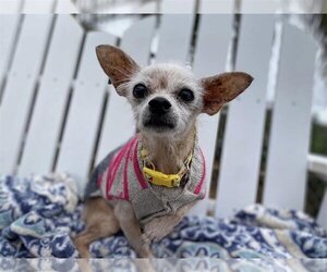 Mutt Dogs for adoption in  Ramona, CA, USA