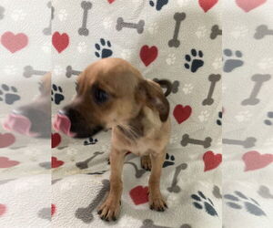 Chihuahua-Unknown Mix Dogs for adoption in Pottstown, PA, USA