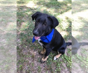 Shepradors Dogs for adoption in Little Rock, AR, USA