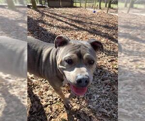 American Pit Bull Terrier-Unknown Mix Dogs for adoption in Blairsville, GA, USA