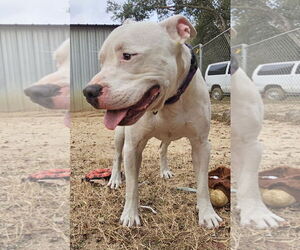 American Pit Bull Terrier Dogs for adoption in Melrose, FL, USA