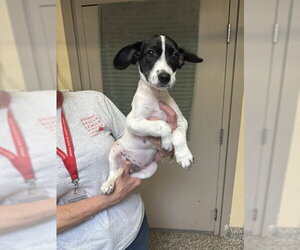 Labrador Retriever-Unknown Mix Dogs for adoption in Brewster, MA, USA