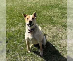- Mix Dogs for adoption in Milford , IA, USA
