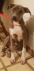  Dogs for adoption in Phoenix, AZ, USA