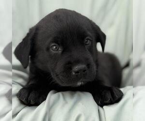 Labrador Retriever-Unknown Mix Dogs for adoption in San Diego, CA, USA