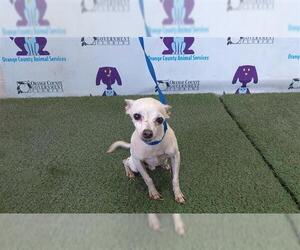 Chihuahua Dogs for adoption in Orlando, FL, USA