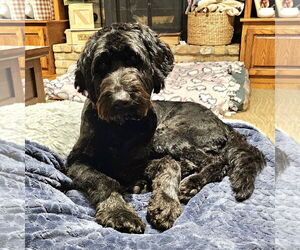 Labradoodle Dogs for adoption in Brooklyn Center, MN, USA