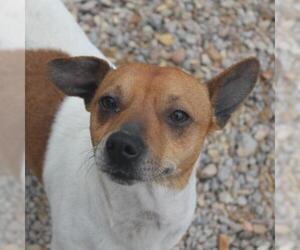 Jack Russell Terrier Dogs for adoption in Lucedale, MS, USA