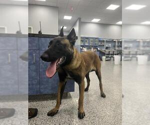 Mutt Dogs for adoption in Palmetto, FL, USA