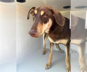 Labrador Retriever-Unknown Mix Dogs for adoption in Houston, TX, USA