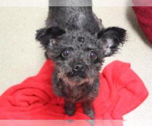 Poodle (Miniature) Dogs for adoption in Fort Wayne, IN, USA
