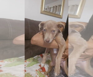 Unknown-Weimaraner Mix Dogs for adoption in New York, NY, USA