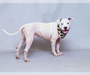 Bull Terrier-Unknown Mix Dogs for adoption in Sanford, FL, USA