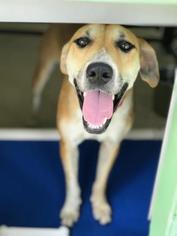 Black Mouth Cur-Unknown Mix Dogs for adoption in Bradenton, FL, USA