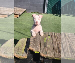 American Pit Bull Terrier-Unknown Mix Dogs for adoption in Evansville, IN, USA
