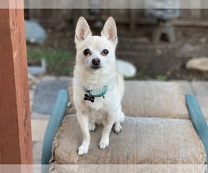 Chiranian Dogs for adoption in Santa Clara, CA, USA