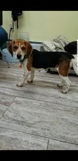 Beagle Dogs for adoption in Orleans, VT, USA