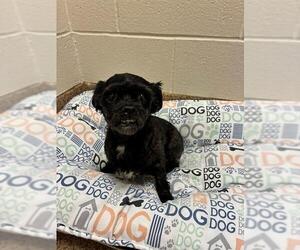 Shih Tzu-Unknown Mix Dogs for adoption in Springfield, MA, USA