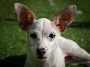 Rat Terrier Dogs for adoption in Ojai, CA, USA