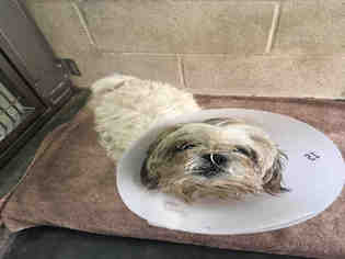 Shih Tzu Dogs for adoption in Upland, CA, USA